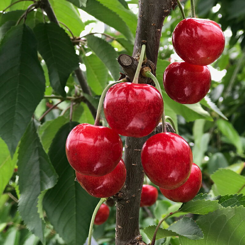 【ふるさと納税】2024年産 さくらんぼ「紅秀峰」300g 特秀品 3Lサイズ以上 ≪桐箱入り≫ 山形県産 FSY-1207