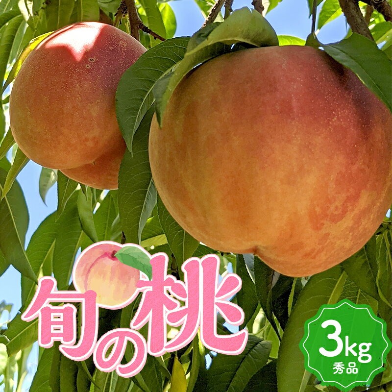 【ふるさと納税】 旬の桃 (白桃) 秀品 3kg 8~12玉 もも モモ 桃 デザート フルーツ 果物 くだもの 果実 食品 山形県 FSY-1302