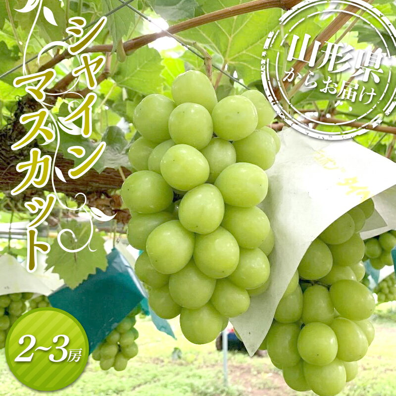 【ふるさと納税】≪先行予約≫2025年度発送 シャインマスカット 2~3房入(約1.2kg) マスカット ぶどう ブドウ 葡萄 デザート フルーツ 果物 くだもの 果実 食品 山形県 FSY-1334