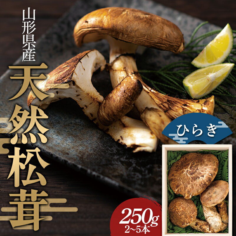 【ふるさと納税】2024年 山形県産 天然 松茸 ひらき 250g(2～5本) F2Y-1130