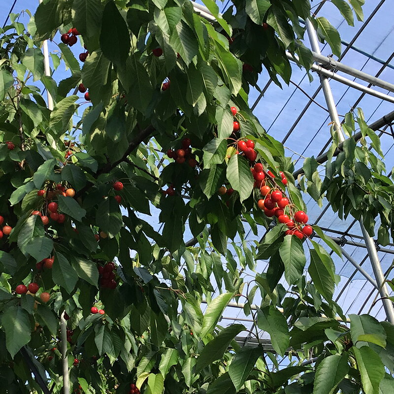 【ふるさと納税】《令和6年産先行受付》山形県産さくらんぼ【山形紅王 特秀品】 FSY-0020