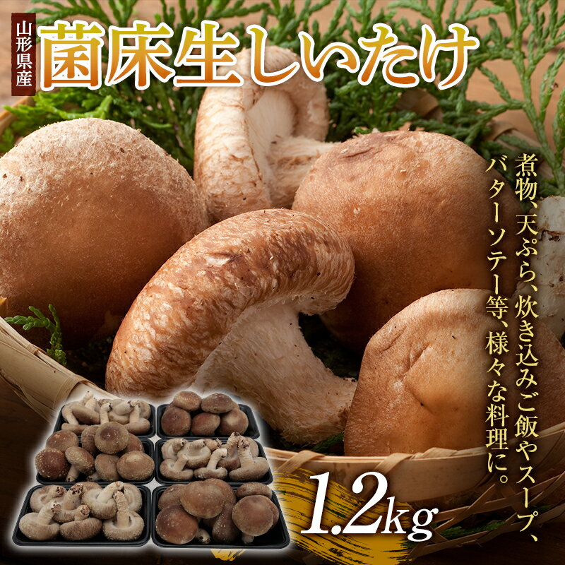 1位! 口コミ数「0件」評価「0」肉厚！ 菌床生しいたけ 1.2kg F2Y-3327