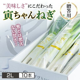 【ふるさと納税】 【ねぎびとカンパニー】《先行予約》 贈答用 山形県産 寅ちゃんねぎ 2Lサイズ 10本入(2本×5袋) 2024年12月初旬から順次発送 F2Y-5336