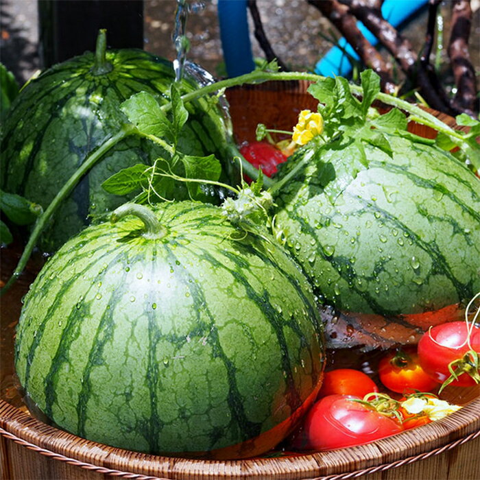 【ふるさと納税】《令和6年産先行受付》山形県産【尾花沢すいか・東部限定】 2L 約6kg FSY-0012