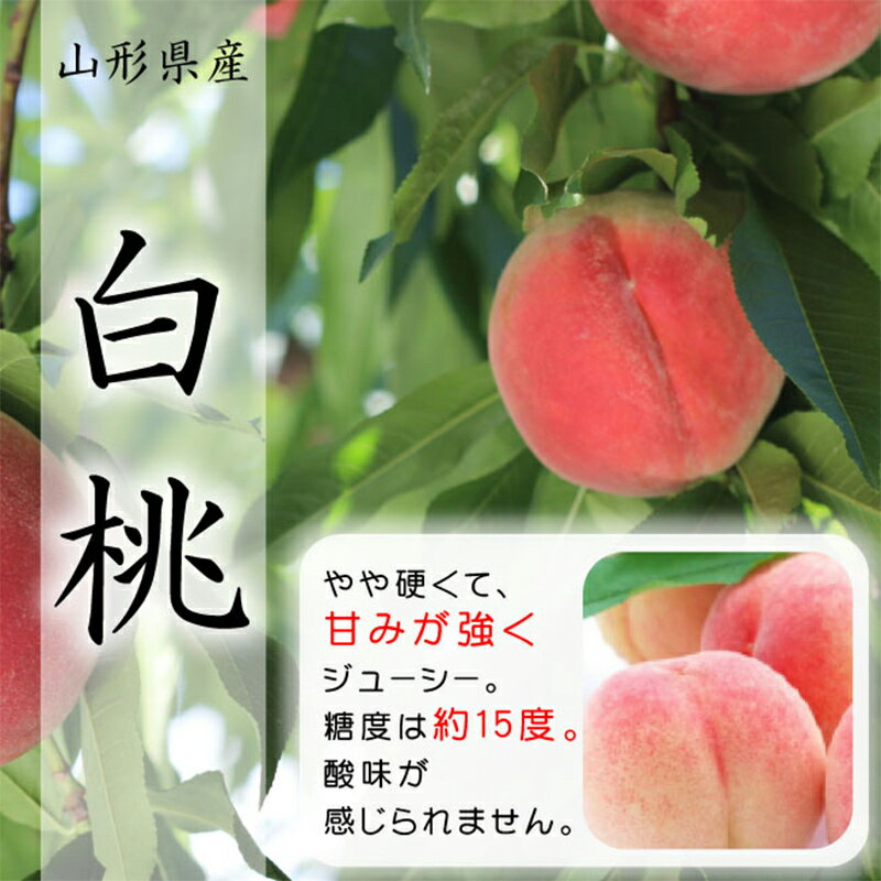 【ふるさと納税】《令和6年産先行受付》山形県産 白桃 3kg 品種玉数おまかせ FSY-0017