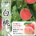 【ふるさと納税】《令和6年産先行受付》山形県産 白桃 3kg