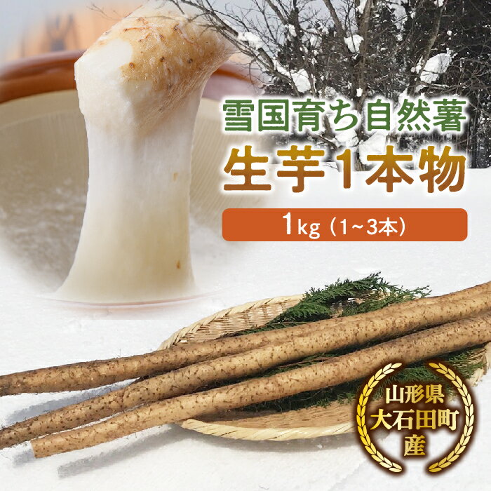 山形県産 雪国育ち自然薯 生芋1本物 1kg（1～3本） F2Y-5112