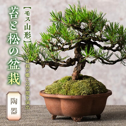 【モス山形】苔と松の盆栽（陶器） F2Y-5146