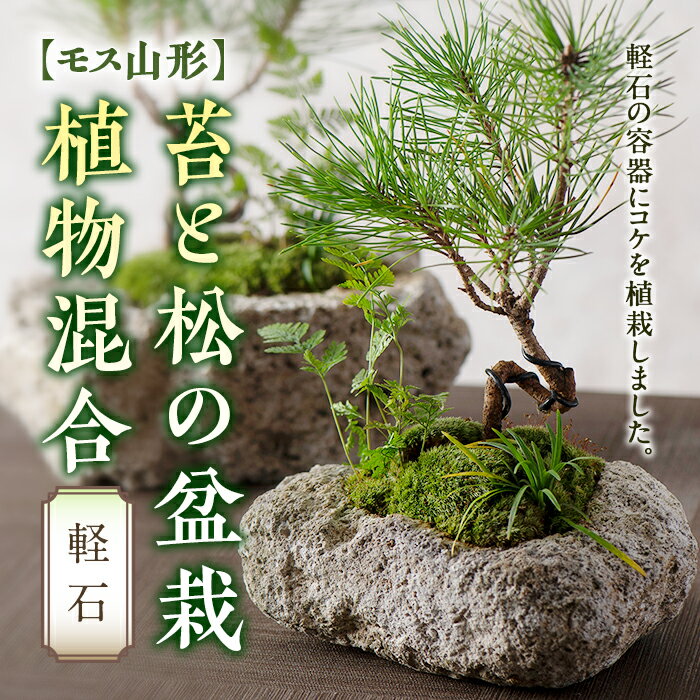 【ふるさと納税】【モス山形】苔と松の盆栽 植物混合 軽石 F2Y-5147