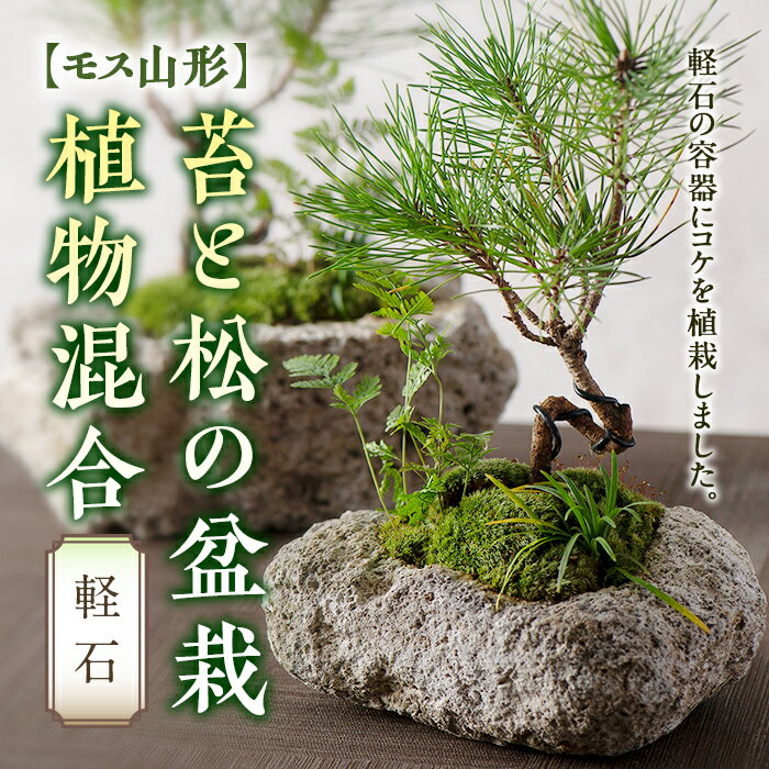 楽天市場】盆栽 軽石(盆栽|花・観葉植物):花・ガーデン・DIY 楽天市場】盆栽 軽石(盆栽|花・観葉植物):花・ガーデン・DIY