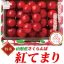 【ふるさと納税】《先行予約》【山形の極み】さくらんぼ紅てまり 500g バラ詰 F2Y-5188