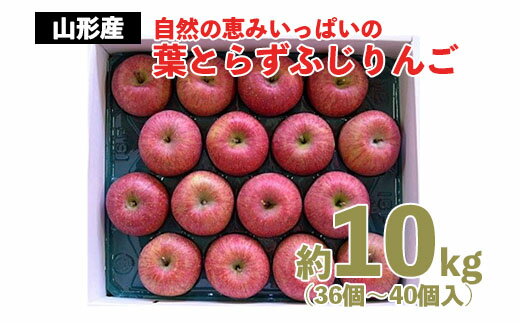 【ふるさと納税】自然の恵みいっぱいの葉とらずふじりんご 約10kg(36個～40個) fz22-029 リンゴ 林檎 ...