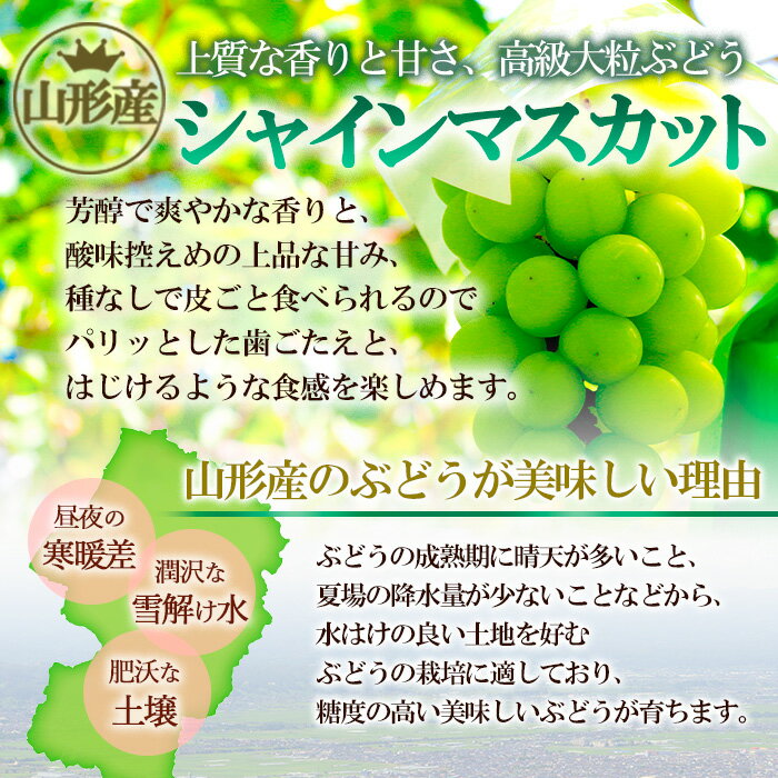 【ふるさと納税】山形産 シャインマスカット 約1.7kg(3～5房) 【令和6年産先行予約】FU22-777 フルーツ くだもの 果物 お取り寄せ 先行予約 3