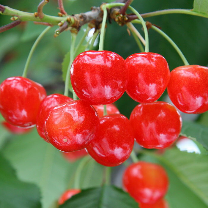 【ふるさと納税】【定期便3回】山形果実ベスト3 【令和8年産先行予約】FS25-682 くだもの 果物 フルーツ 山形 山形県 山形市 お取り寄せ 2026年産