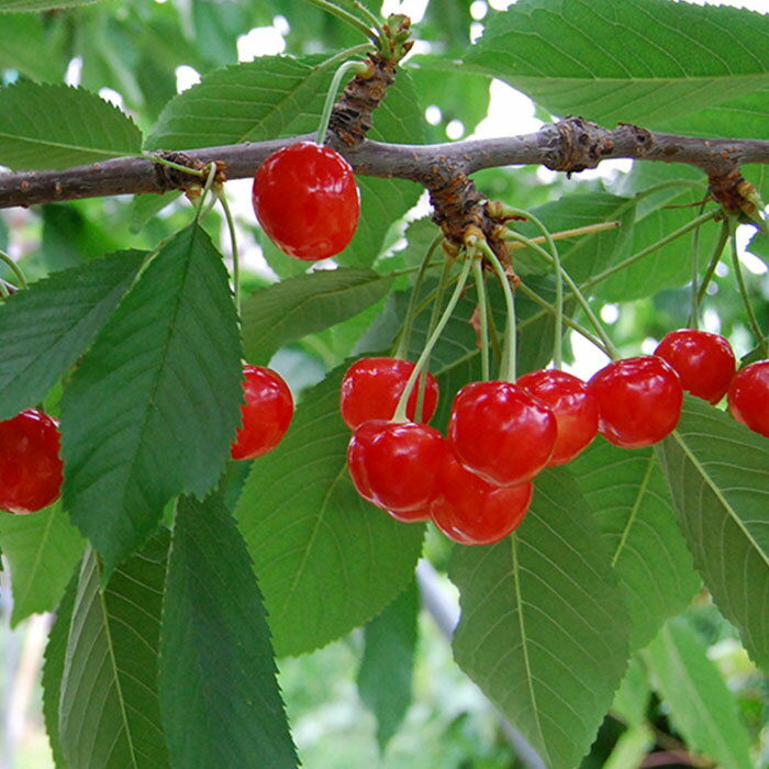 【ふるさと納税】【定期便3回】山形のフルーツ定期便(さくらんぼ・シャインマスカット・ラフランス) 【令和8年産先行予約】FS25-636 くだもの 果物 フルーツ 山形 山形県 山形市 お取り寄せ 2026年産