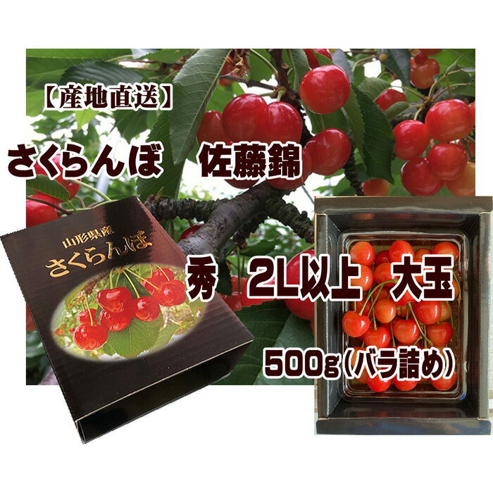 [産地直送] 大玉さくらんぼ 佐藤錦 2L以上 大玉 500g(バラ詰め) [令和6年産先行予約]FU22-122 フルーツ くだもの 果物 お取り寄せ 先行予約