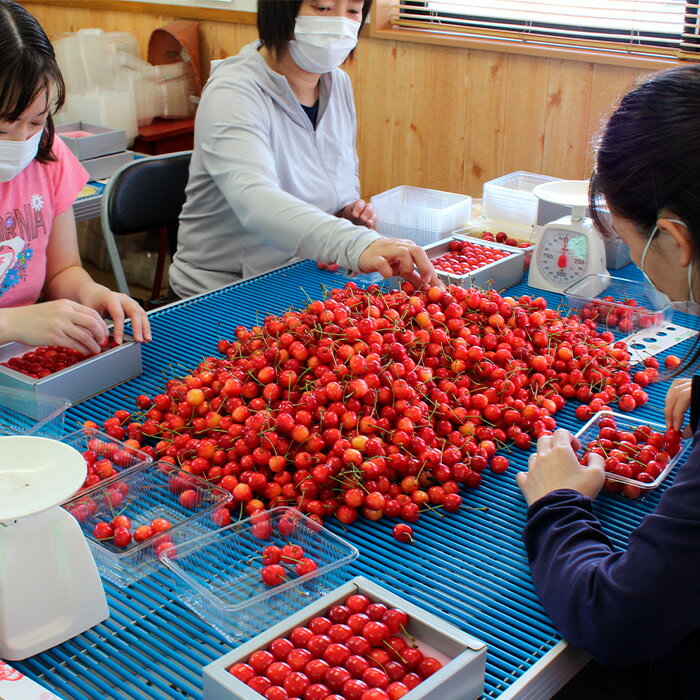 【ふるさと納税】さくらんぼ 紅秀峰(ハウス)特選 バラ詰め 2L以上 約600g 【令和6年産先行予約】FU18-375 フルーツ くだもの 果物 お取り寄せ 先行予約