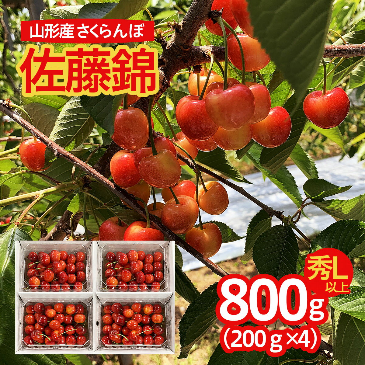 山形市産 さくらんぼ 佐藤錦 L以上 800g(200g×4パック) [令和6年産先行予約]FU22-145 フルーツ くだもの 果物 お取り寄せ 先行予約 1万円 1万 10000円