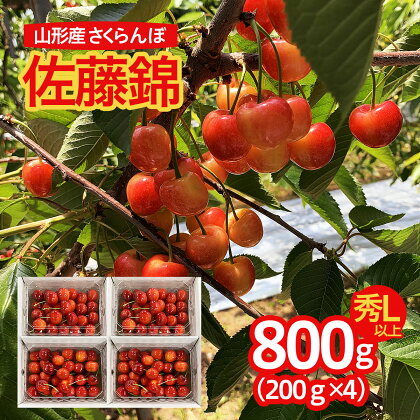 山形市産 さくらんぼ 佐藤錦 L以上 800g(200g×4パック) 【令和6年産先行予約】FU22-145 フルーツ くだもの 果物 お取り寄せ 先行予約 1万円 1万 10000円