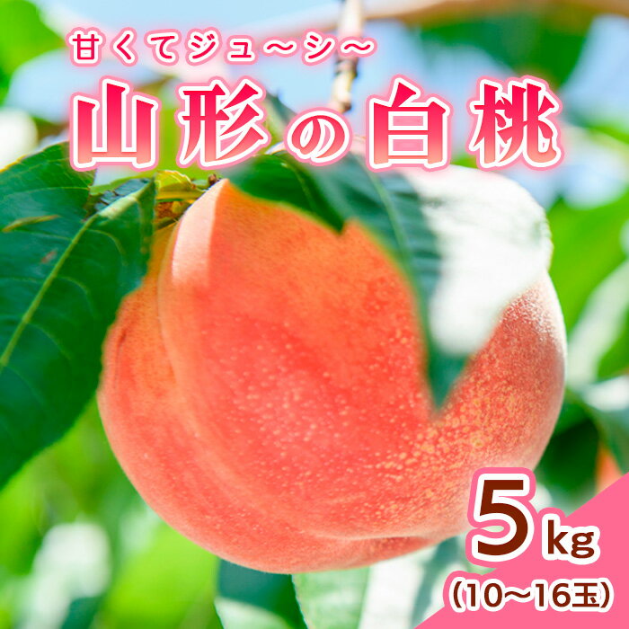 山形の白桃 5kg(10~16玉)Bコース(柔らかくなる品種・果肉やや硬め) [令和6年産先行予約]FU18-899 フルーツ くだもの 果物 お取り寄せ 先行予約