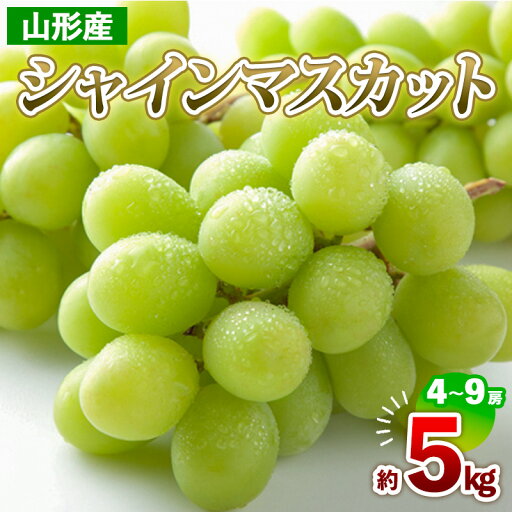 【ふるさと納税】山形産 シャインマスカット 約5kg(4〜9房) 【令和7年産先行予約】FS24-711 【ふるさと納税】山形産 シャインマスカット 約5kg(4〜9房) 【令和7年産先行予約】FS24-711