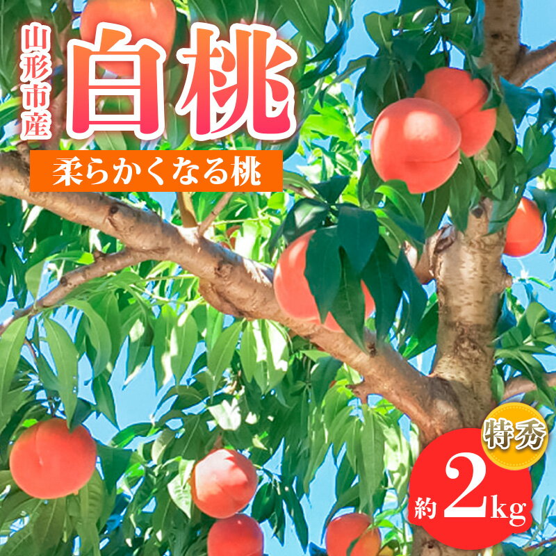 【ふるさと納税】山形市産 白桃 特秀品 約2kg(4〜8玉) 柔らかくなる桃 【令和7年産先行予約】FS24-756