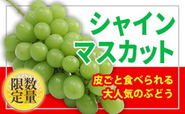 【ふるさと納税】FY18-294【令和2年産先行予約】★フルーツ王国山形★種無しシャインマスカット秀品