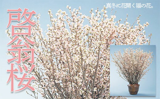 山形市産「啓翁桜」80cm(2〜3本入)×7袋 FZ19-433