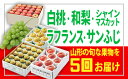 【ふるさと納税】FY19-720【令和2年産先行予約】定期便5回★フルーツ王国山形★白桃やわらか系+頒布会4種(8月〜12月)