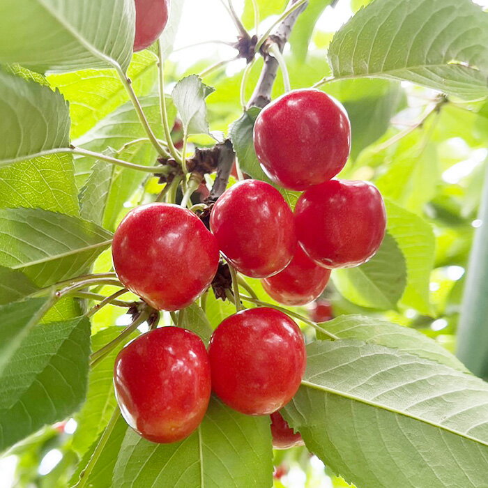 【ふるさと納税】【定期便3回】みのりの山形～紅秀峰から始まる食べつくし定期便～ 【令和6年産先行予約】FS23-707