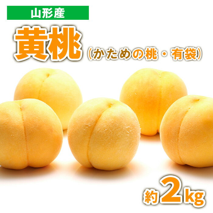 山形産 黄桃 (かための桃・有袋) 約2kg 秀品 [令和6年産先行予約]FS23-778 山形 山形県 山形市 フルーツ 果物 くだもの 送料無料 桃 もも モモ