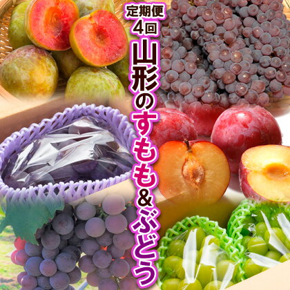 【定期便4回】山形のすもも&ぶどう 【令和6年産先行予約】FS23-788 山形 山形県 山形市 フルーツ 果物 くだもの 送料無料 すもも スモモ ソルダム ぶどう 葡萄 ブドウ デラウェア ピオーネ 秋姫 スチューベン シャインマスカット