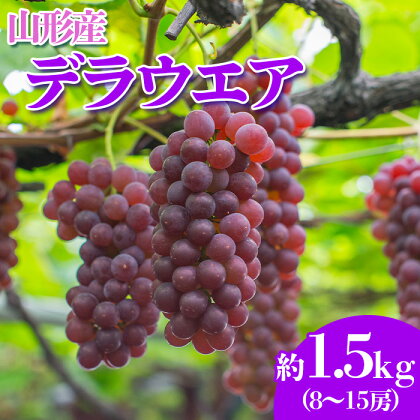 やまがたのぶどう デラウェア 7月・8月 秀品 約1.5kg(8～15房程度) 【令和6年産先行予約】FS23-820 山形 山形県 山形市 フルーツ 果物 くだもの 送料無料 ぶどう 葡萄 デラウェア