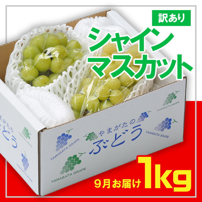 ☆フルーツ王国山形☆[訳あり] シャインマスカット1kg(1～3房) [9月お届け] 【令和6年産先行予約】FS23-853 1万円 1万 10000円 山形 山形県 山形市 フルーツ 果物 くだもの 送料無料 ぶどう 葡萄 ブドウ