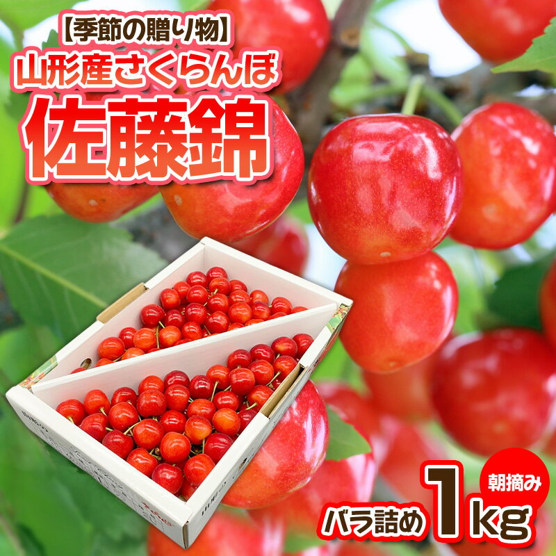 [季節の贈り物]さくらんぼ 佐藤錦 1kg バラ詰め L〜2L 朝摘み[令和6年産先行予約]FS23-880 山形 山形県 山形市 フルーツ 果物 くだもの 送料無料