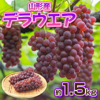 ڤդ뤵Ǽǡۥǥ饦1.5kg(510˼)6ǯͽFS23-881