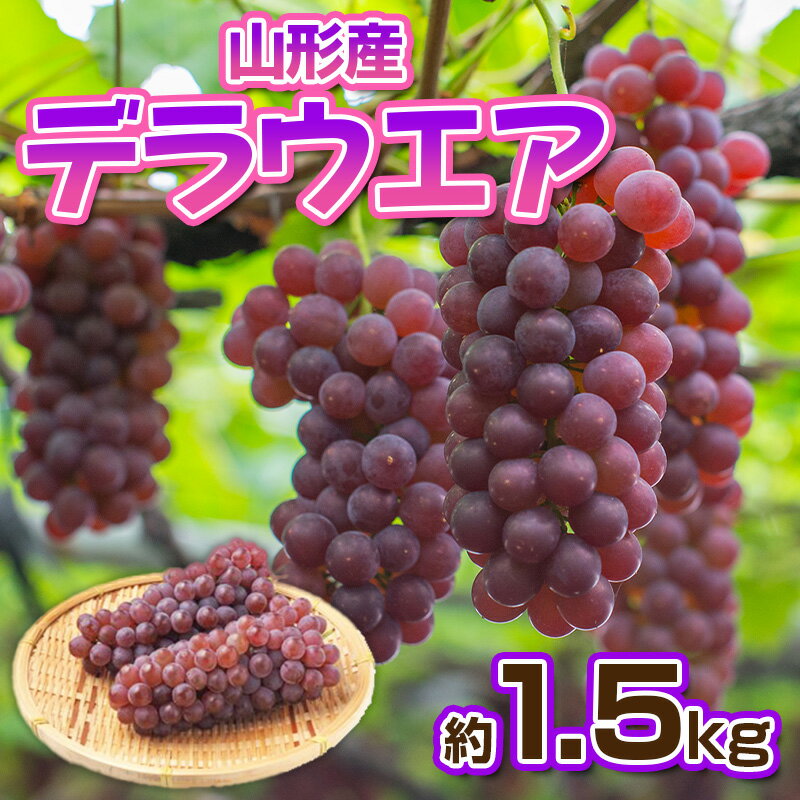 【ふるさと納税】デラウエア 秀品 約1.5kg(5〜10房)【令和7年産先行予約】FS23-881 くだもの 果物 フルーツ 山形 山形県 山形市 2025年産