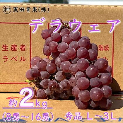 山形産 デラウェア 秀L～3L 約2kg(8～16房) 【令和6年産先行予約】FU23-415 フルーツ くだもの 果物 お取り寄せ 先行予約 山形 山形県 山形市 送料無料 ぶどう 葡萄 ブドウ