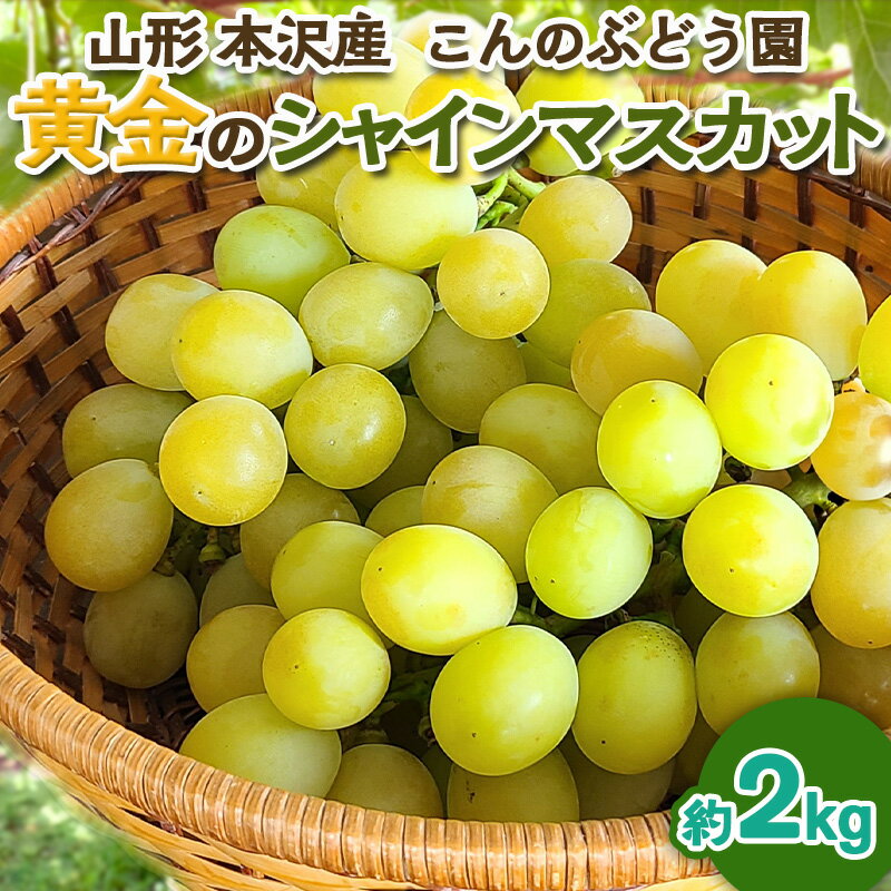 「黄金のシャインマスカット」2kg 山形市 本沢 こんのぶどう園[令和8年産先行予約]FS25-103