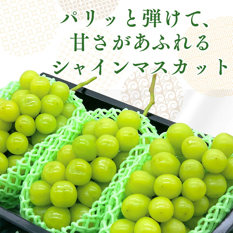 【ふるさと納税】みちのく果実帖 シャインマスカット3房 約1.9kg 【令和8年産先行予約】FS25-151 山形県 山形市 お取り寄せ 2026年産 フルーツ 先行予約 種なし 葡萄 ぶどう マスカット 果物 くだもの 人気 送料無料 新鮮 採れたて デザート 産地直送 贈答 ギフト f062014-yamagata-10006853 山形県山形市 サンプル画像2