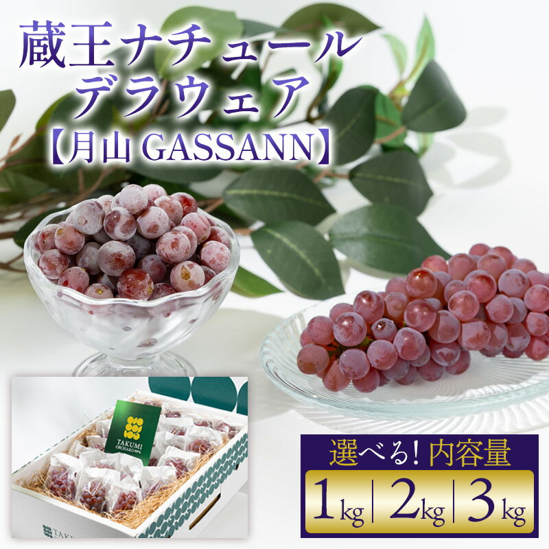 [月山 GASSAN]蔵王ナチュールデラウェア 山形のデラウエア TAKUMI ORCHARD 99% 贈答 L以上 約1kg 約2kg 約3kg 山形 山形市 フルーツ 果物 くだもの 送料無料 ぶどう 葡萄 ブドウ 減農薬[令和8年産先行予約]FS25-119