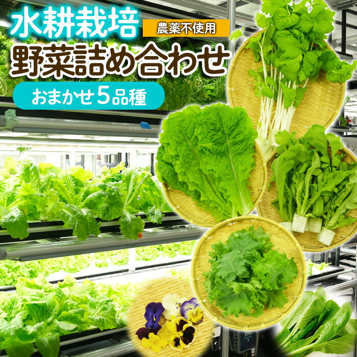 1位! 口コミ数「0件」評価「0」【ミライファーム】水耕栽培 野菜詰合せ おまかせ5品種【障がい者支援】 FZ23-641 無農薬 農薬不使用 野菜 セット 詰め合わせ 山形