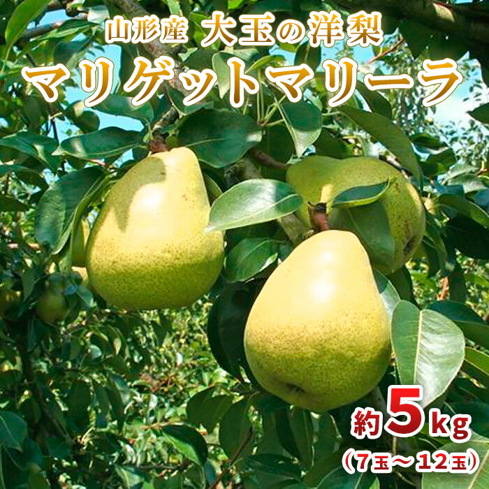 【ふるさと納税】大玉の洋梨 マリゲットマリーラ 秀品 約5kg(7玉～12玉) 【令和6年産先行予約】FU23-005 フルーツ く…