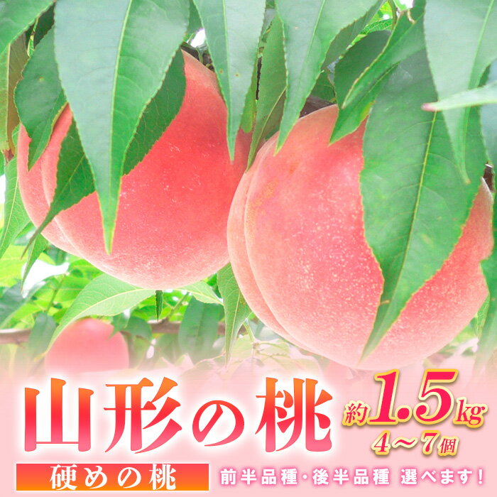 山形の桃 [硬め] 約1.5kg(4〜7個) [令和6年産先行予約]FU23-357 フルーツ くだもの 果物 お取り寄せ 先行予約 1万円 1万 10000円 桃 もも モモ