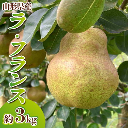 山形県産 ラ・フランス 秀品 約3kg(6～12玉) FY24-027