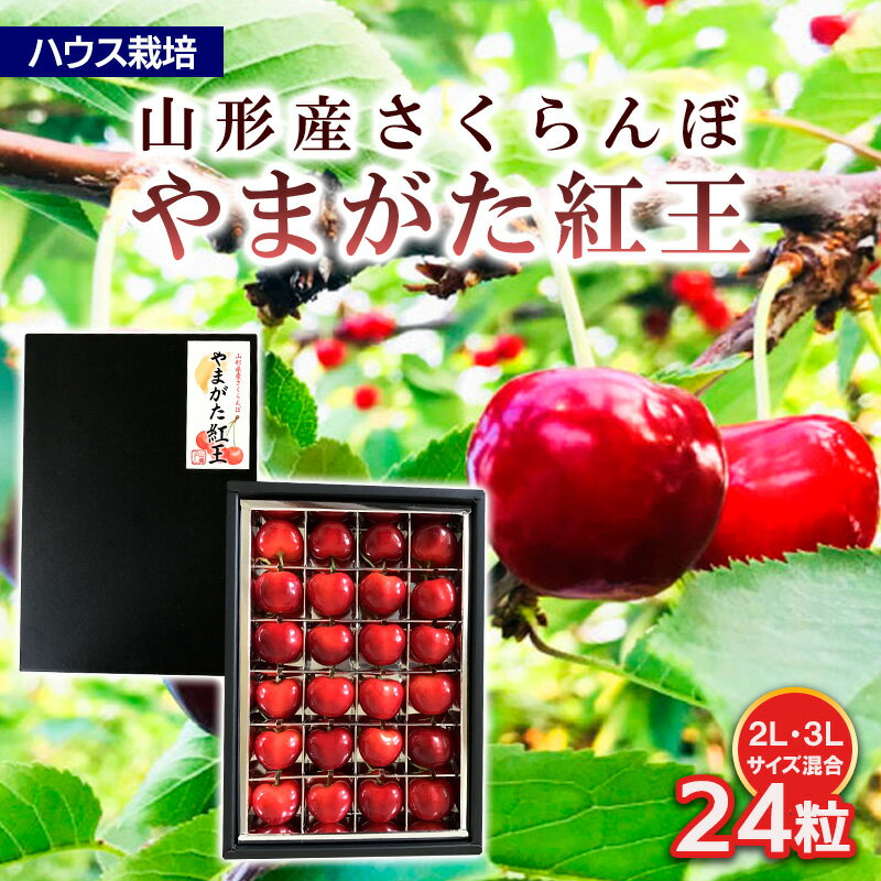 【ふるさと納税】ハウス栽培 山形市産さくらんぼ【やまがた紅王 特選品】2L,3L混合 24粒 FY24-041