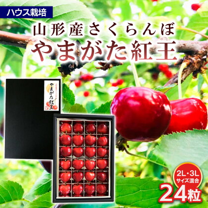 ハウス栽培 山形市産さくらんぼ【やまがた紅王 特選品】2L,3L混合 24粒 FY24-041