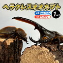 【ふるさと納税】ヘラクレスオオカブト オス(140〜150mm)・メス(サイズフリー) 1ペア FZ24-175