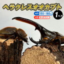 【ふるさと納税】ヘラクレスオオカブト オス(150〜160mm)・メス(サイズフリー) 1ペア FZ24-176