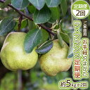 【ふるさと納税】【定期便2回】お手軽 ご家庭用 やまがたラ・フランス 5kg×2回 FY25-039
